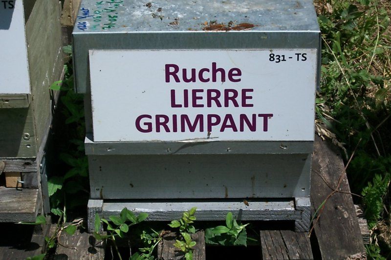 La ruche Lierre grimpant