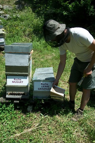 La ruche Lierre grimpant