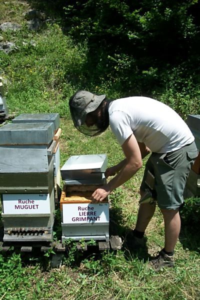 La ruche Lierre grimpant