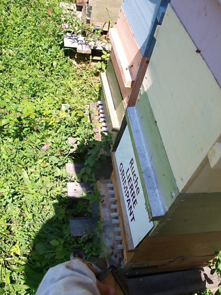 La ruche Lierre grimpant