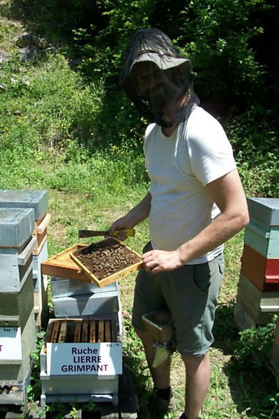 La ruche Lierre grimpant