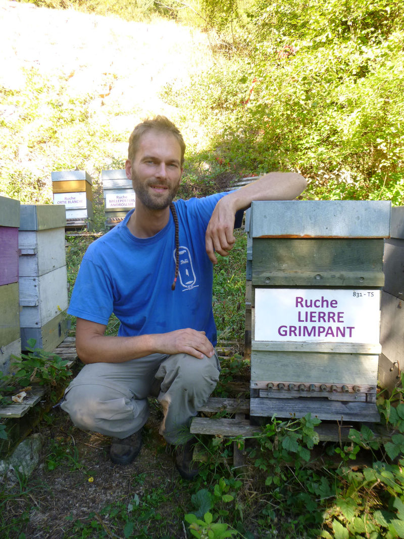 La ruche Lierre grimpant