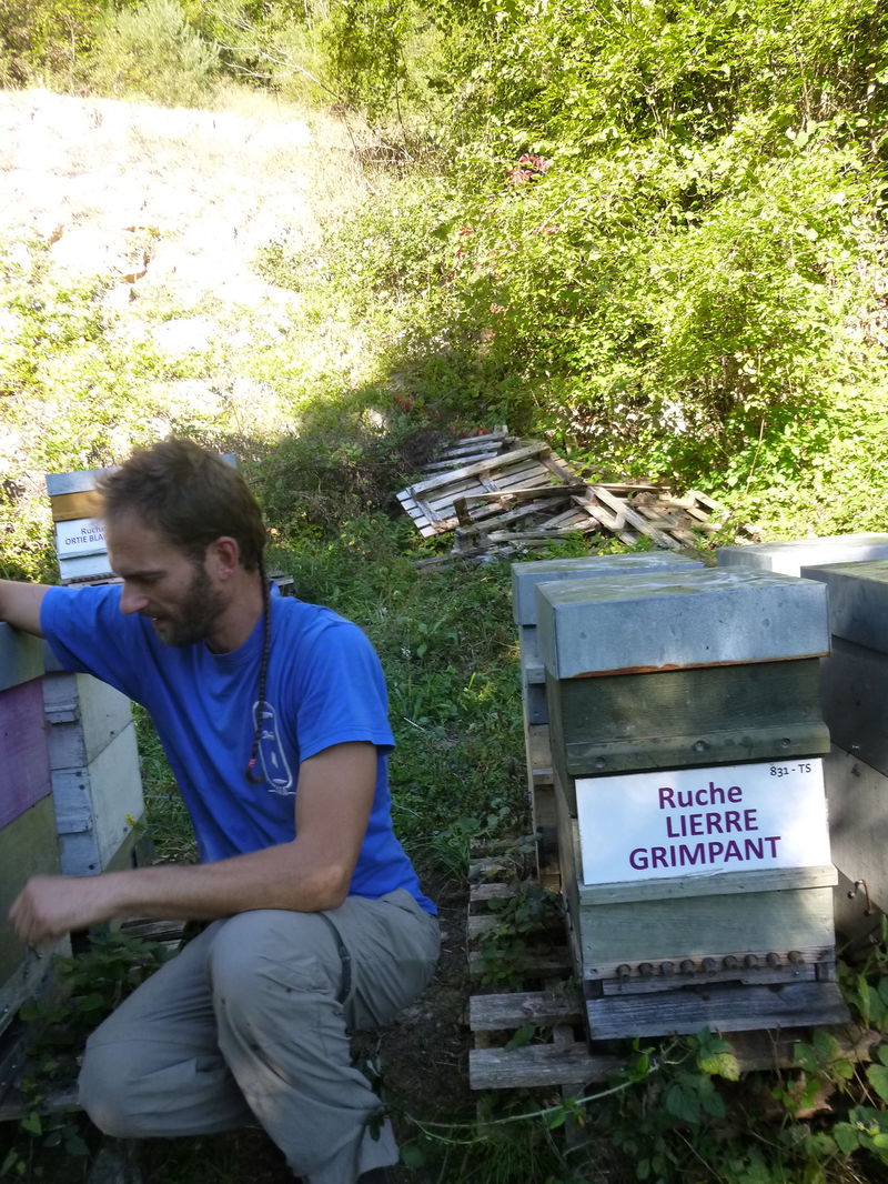 La ruche Lierre grimpant