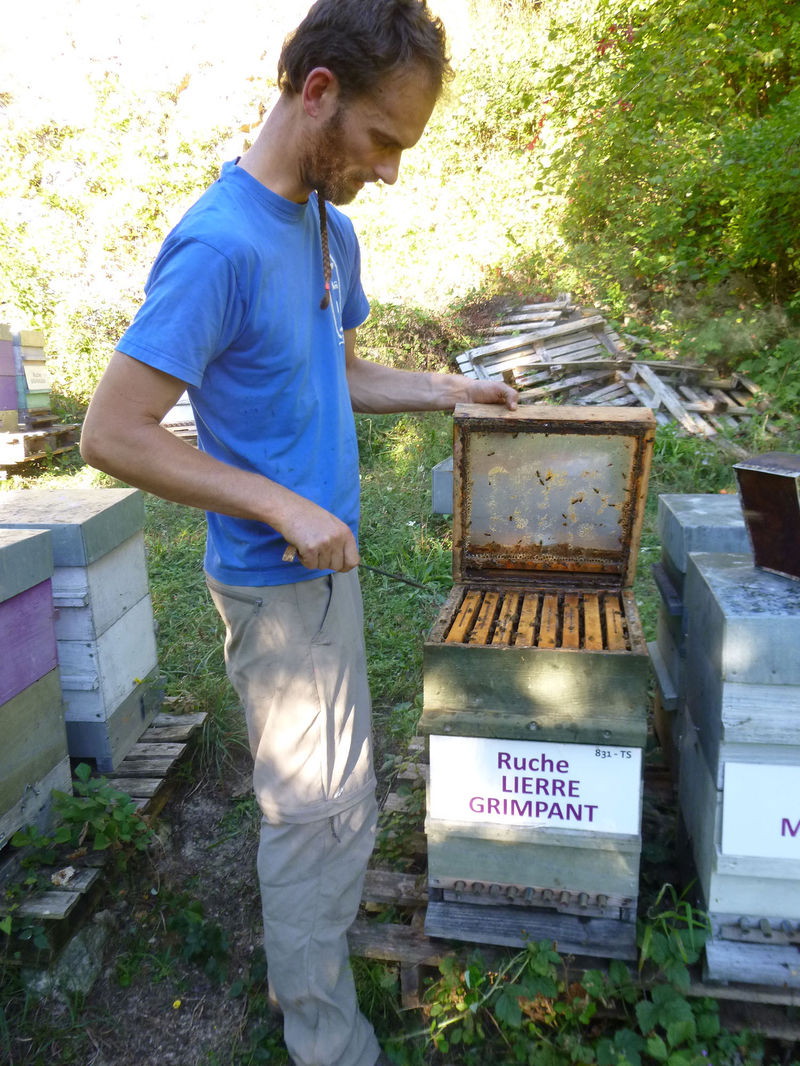 La ruche Lierre grimpant