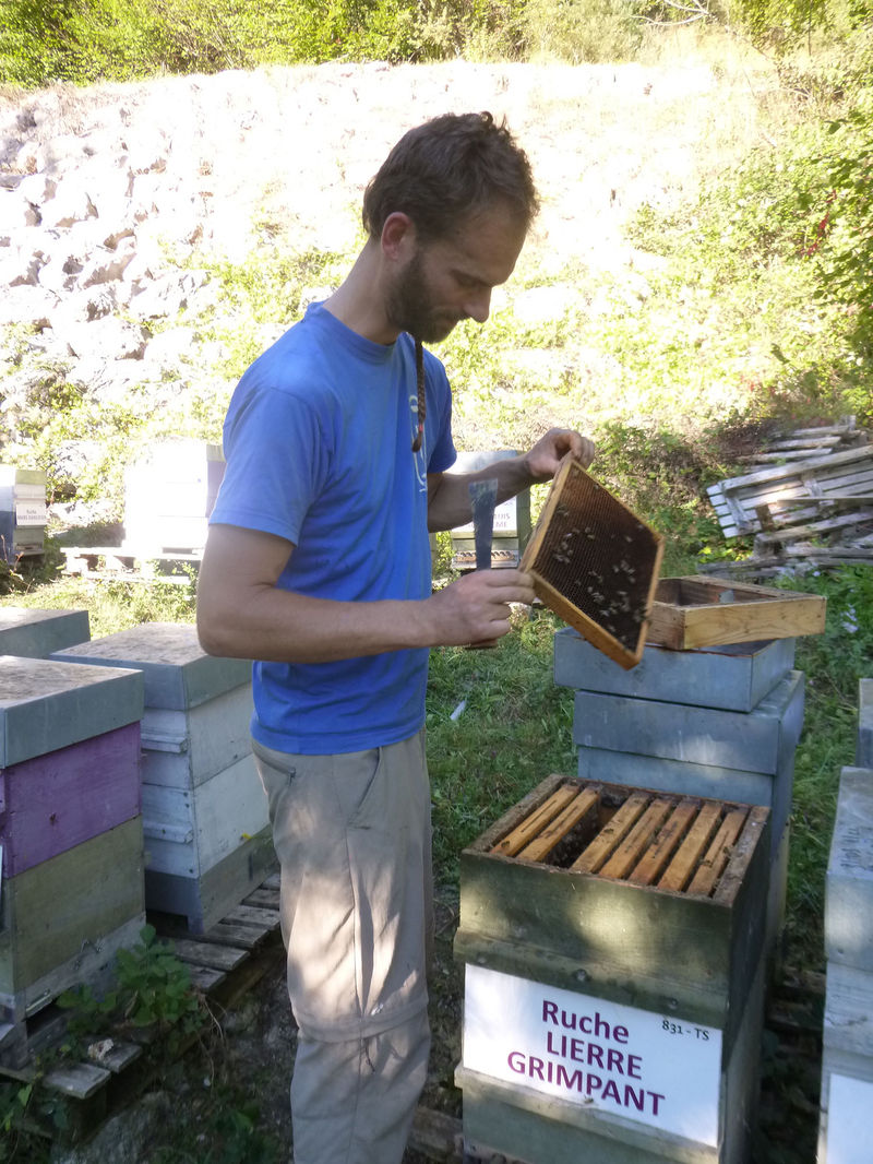 La ruche Lierre grimpant