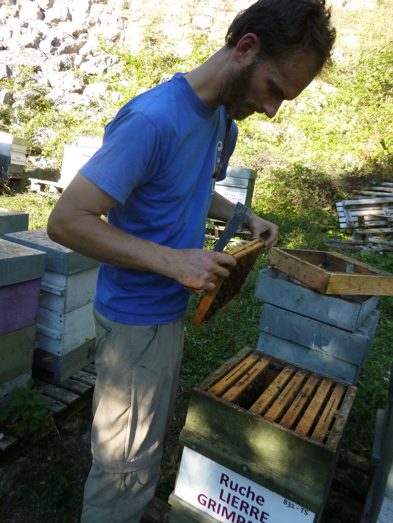 La ruche Lierre grimpant