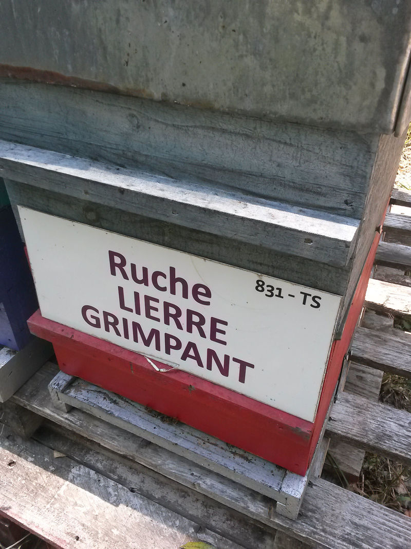 La ruche Lierre grimpant