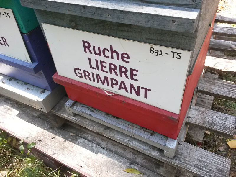 La ruche Lierre grimpant