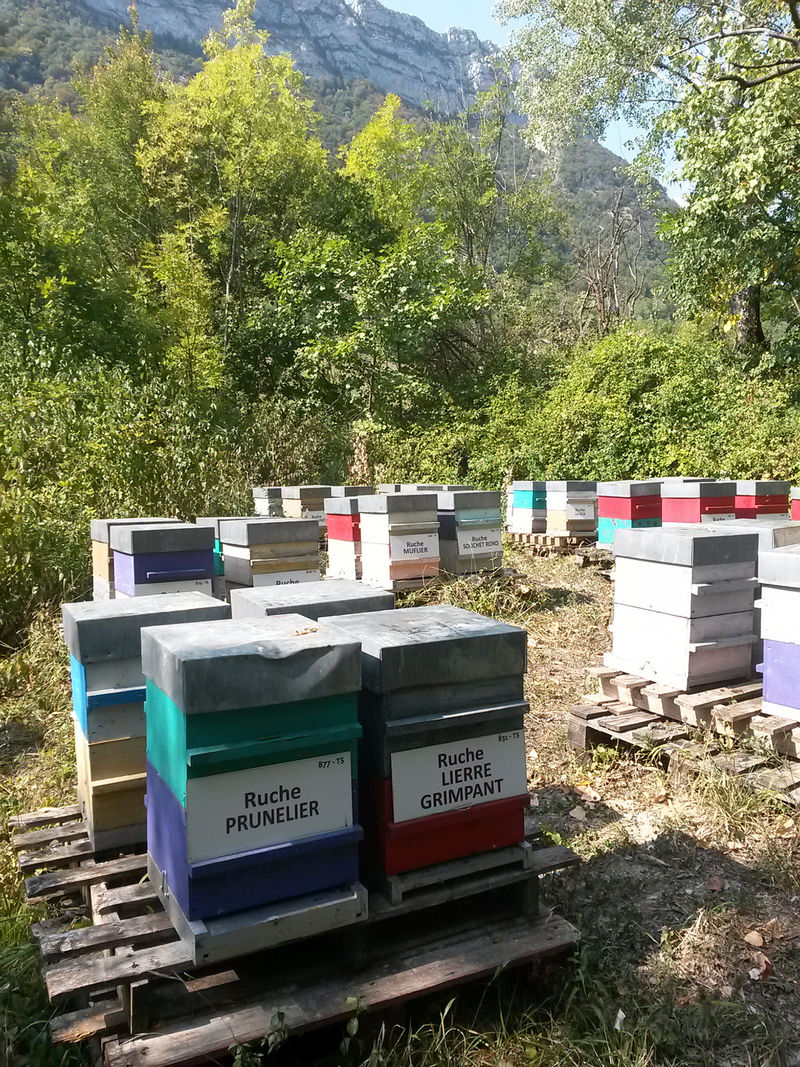 La ruche Lierre grimpant