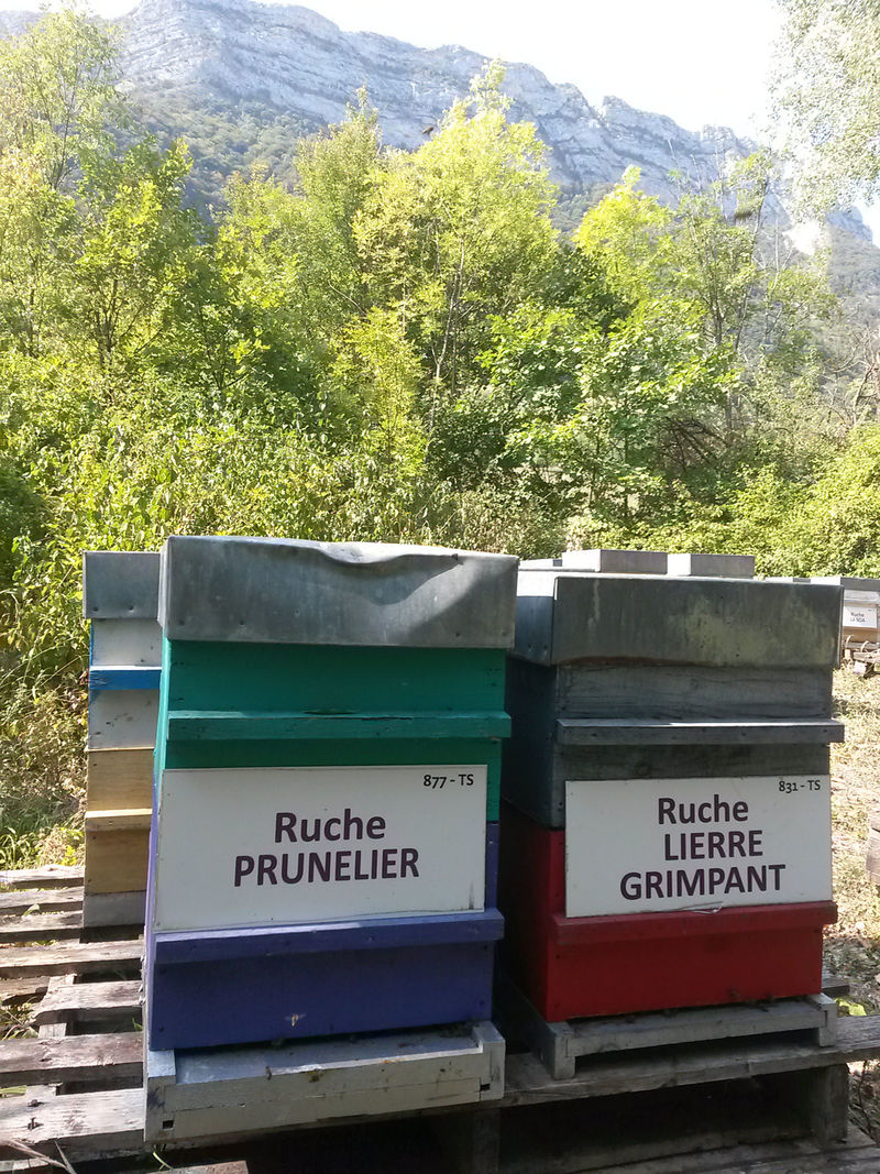 La ruche Lierre grimpant