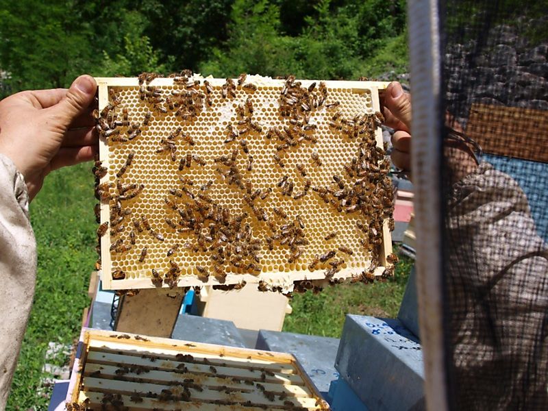 La ruche Lierre grimpant