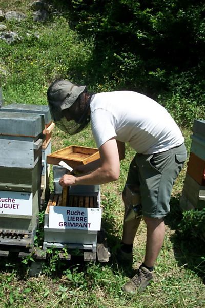 La ruche Lierre grimpant