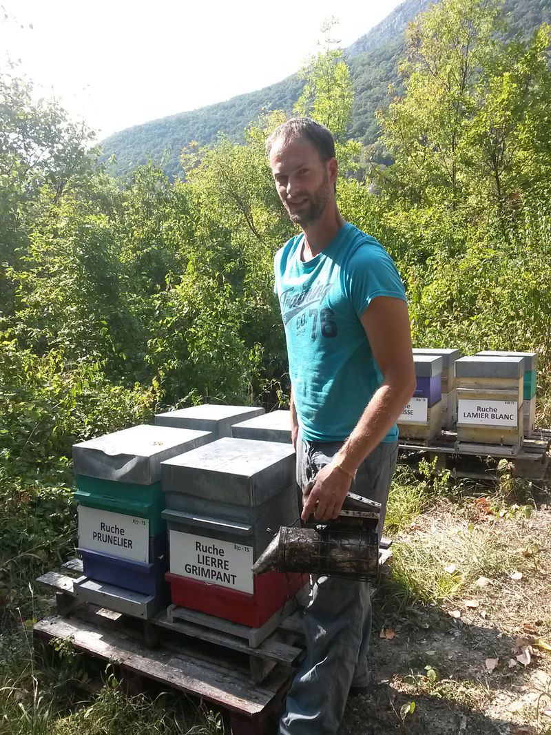 La ruche Lierre grimpant