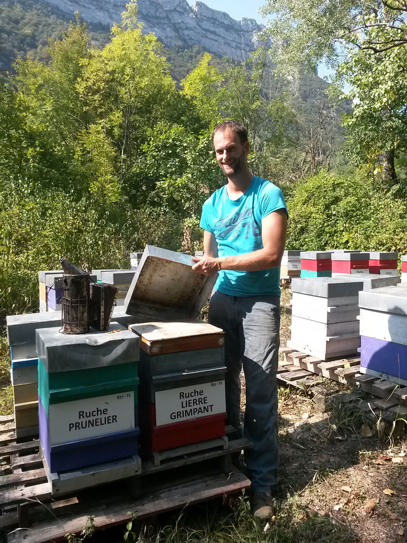 La ruche Lierre grimpant