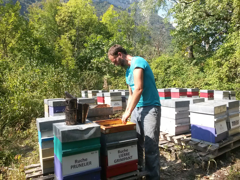 La ruche Lierre grimpant