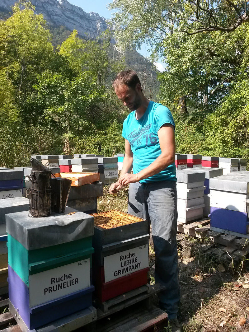 La ruche Lierre grimpant