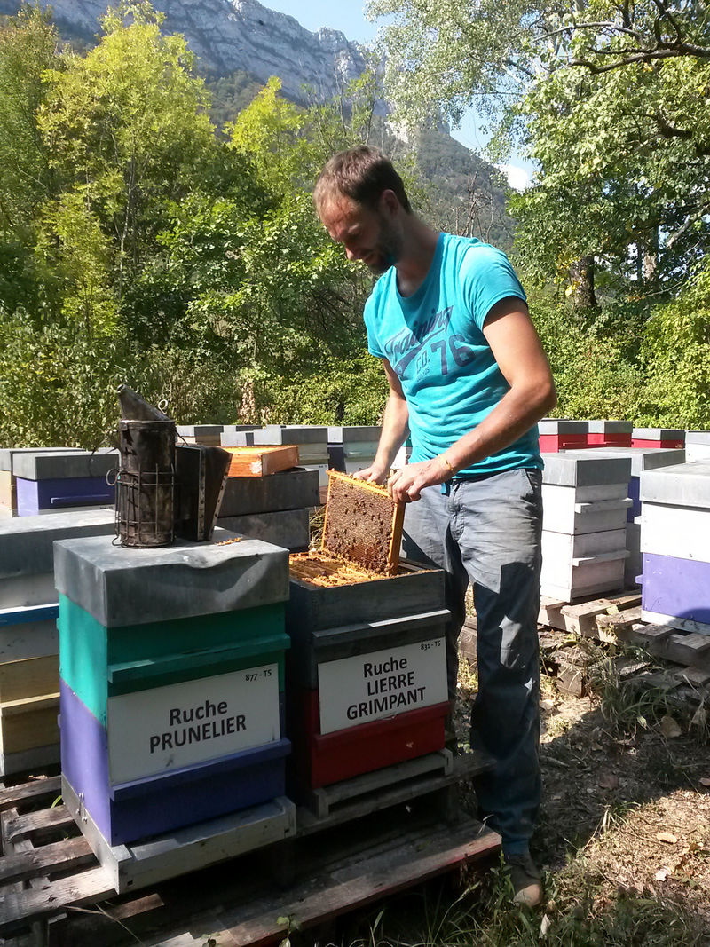 La ruche Lierre grimpant