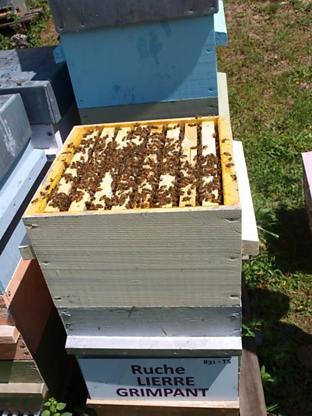 La ruche Lierre grimpant