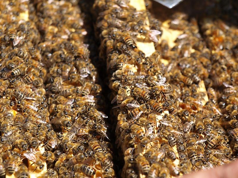 La ruche Lierre grimpant