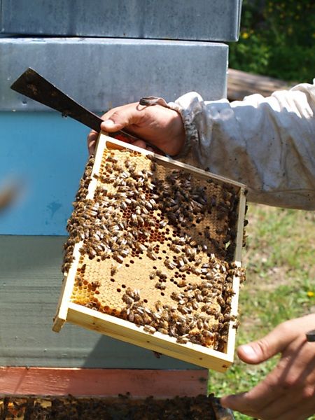 La ruche Lierre grimpant