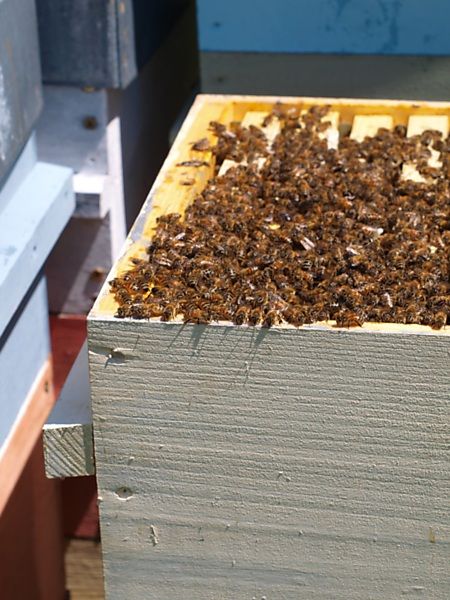 La ruche Lierre grimpant