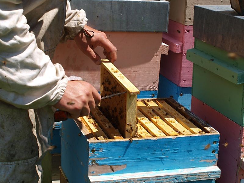 La ruche Lierre grimpant