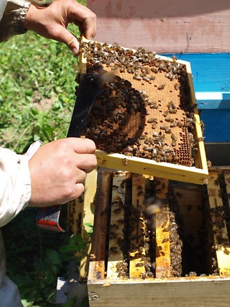 La ruche Lierre grimpant