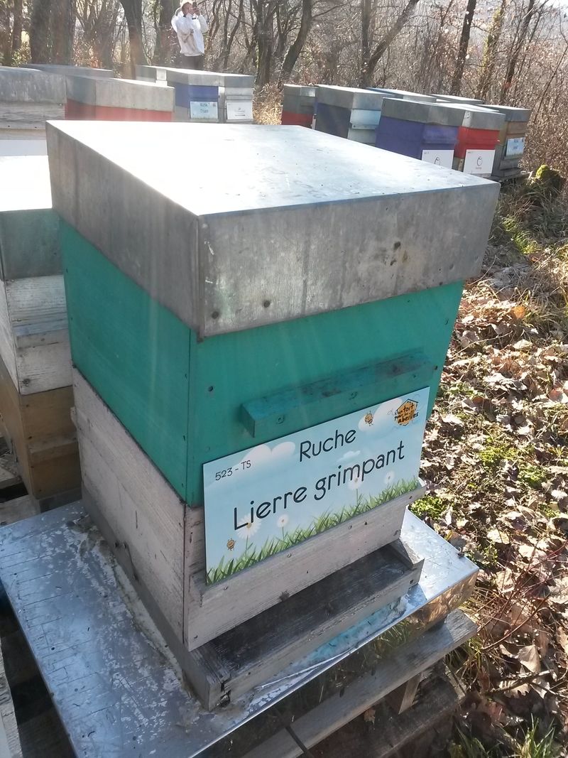 La ruche Lierre grimpant