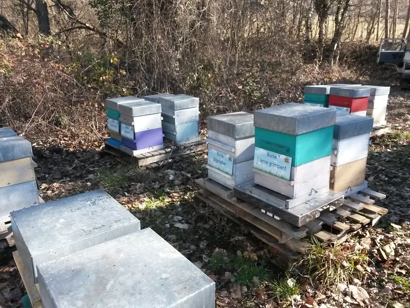 La ruche Lierre grimpant