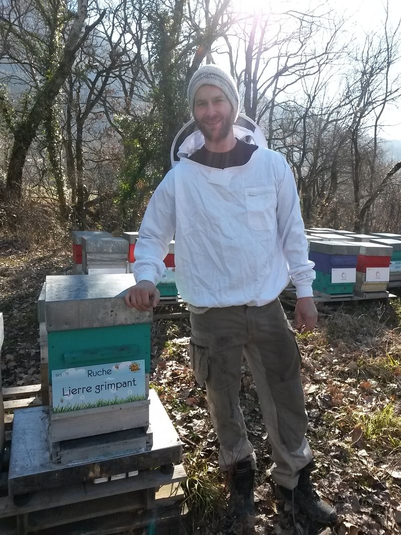 La ruche Lierre grimpant