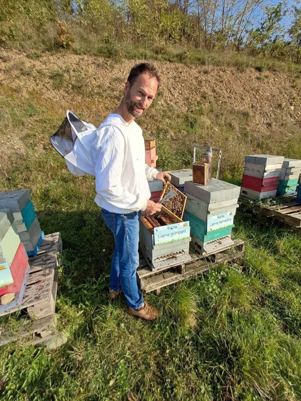 La ruche Lierre grimpant