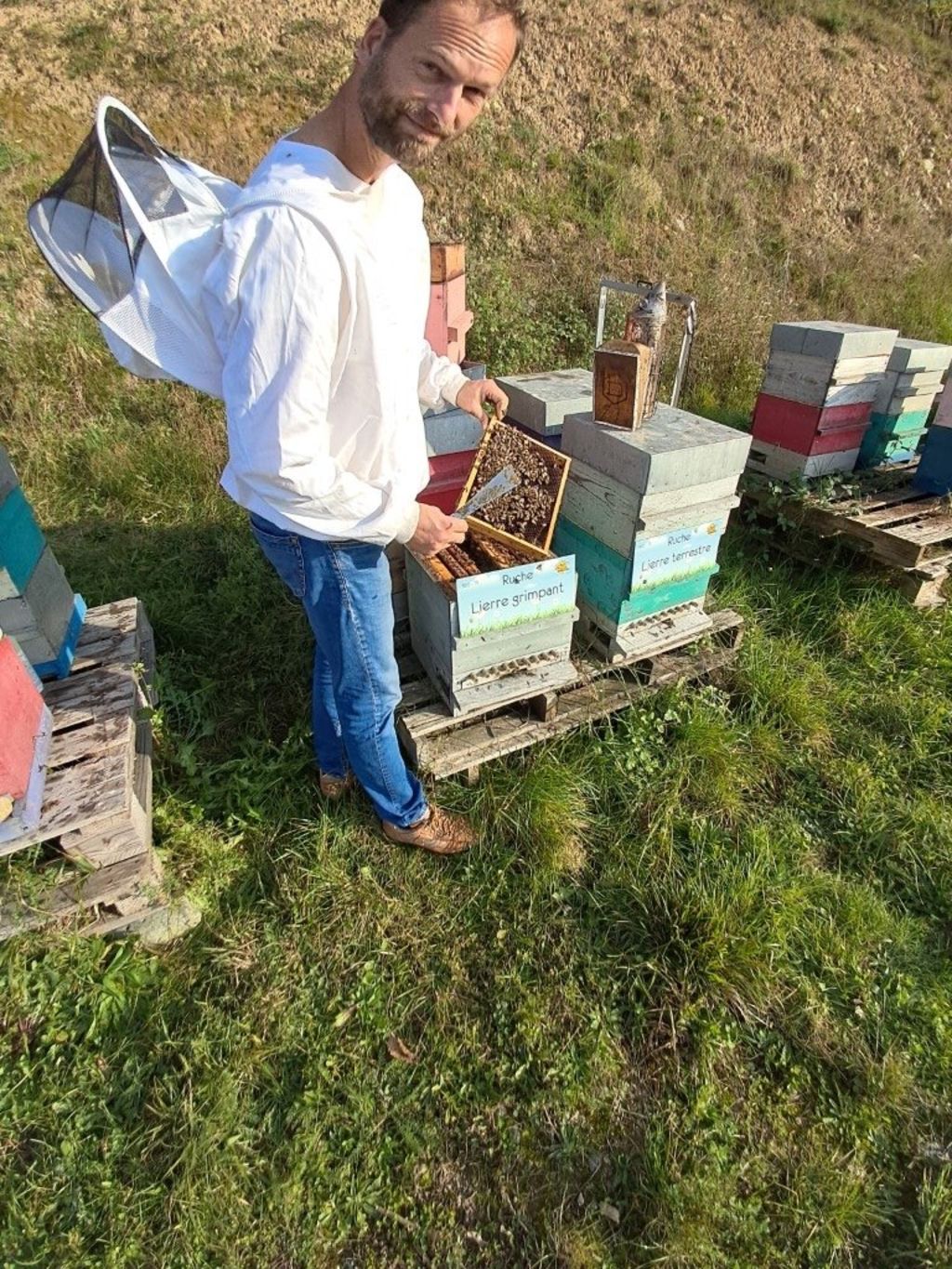 La ruche Lierre grimpant