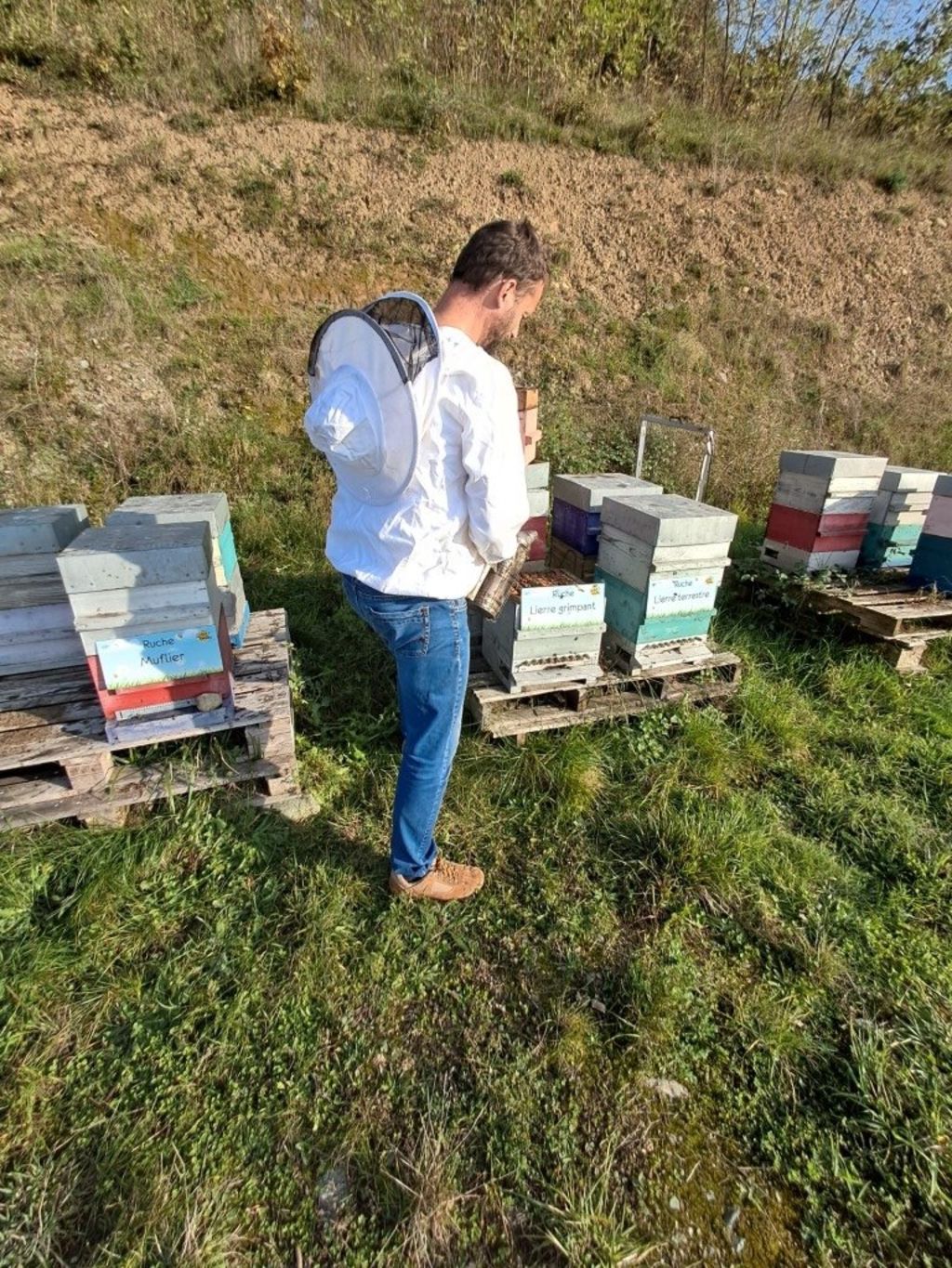 La ruche Lierre grimpant