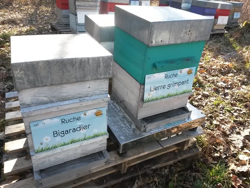 La ruche Lierre grimpant