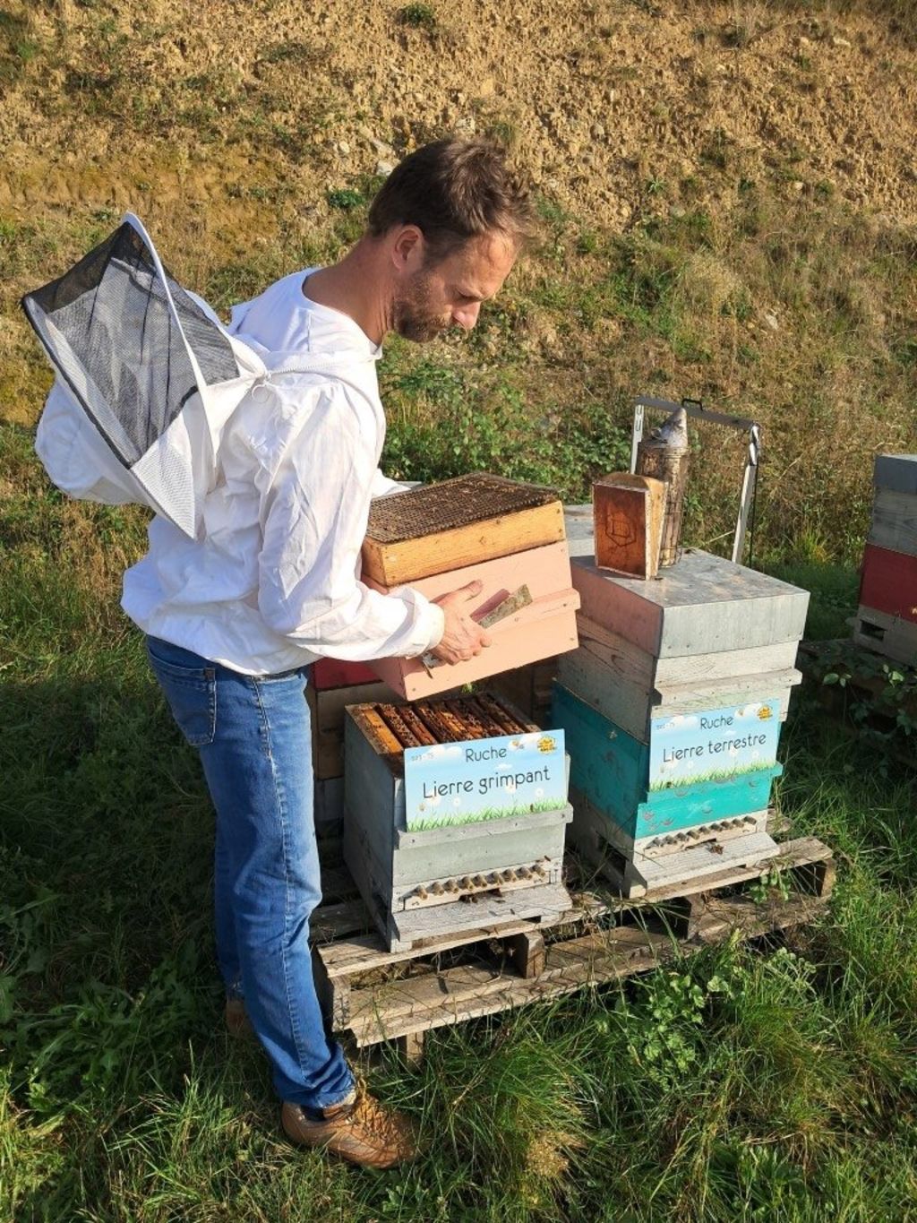 La ruche Lierre grimpant