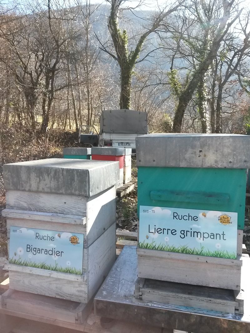 La ruche Lierre grimpant