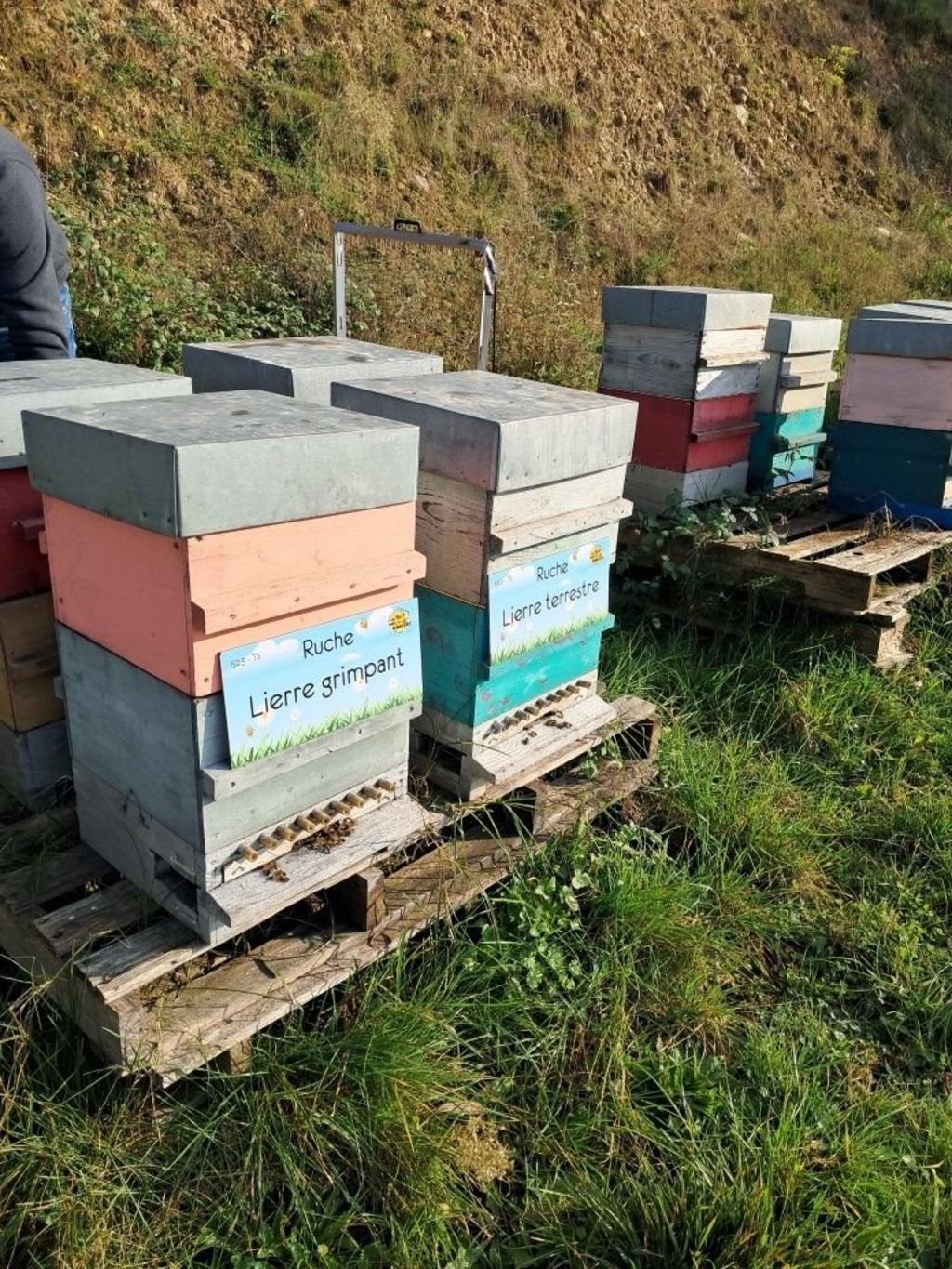 La ruche Lierre grimpant