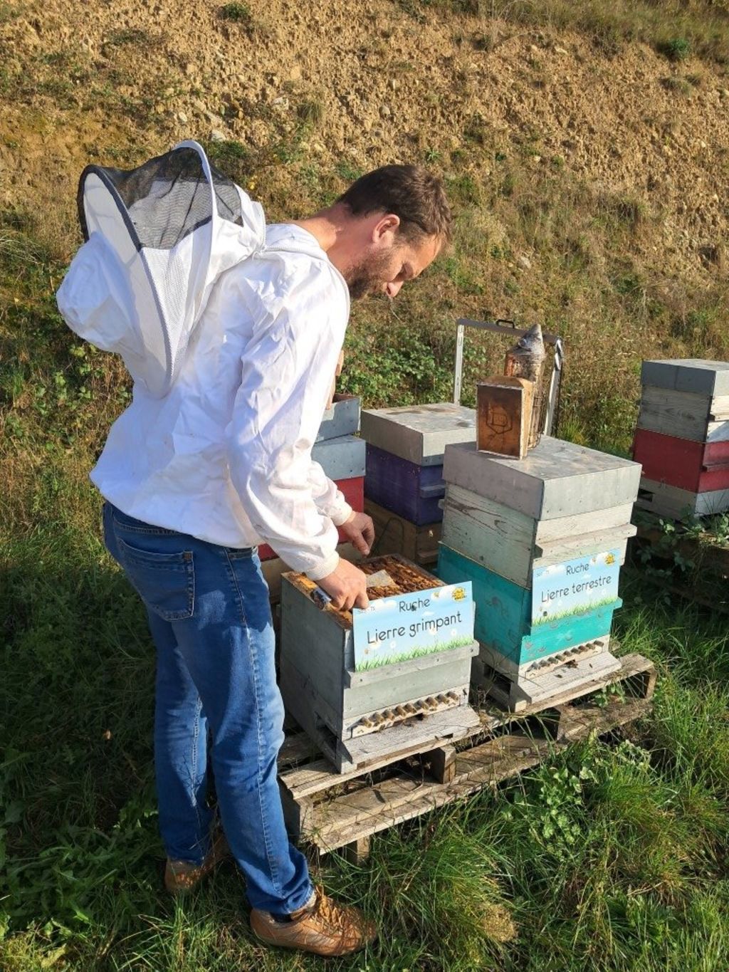 La ruche Lierre grimpant