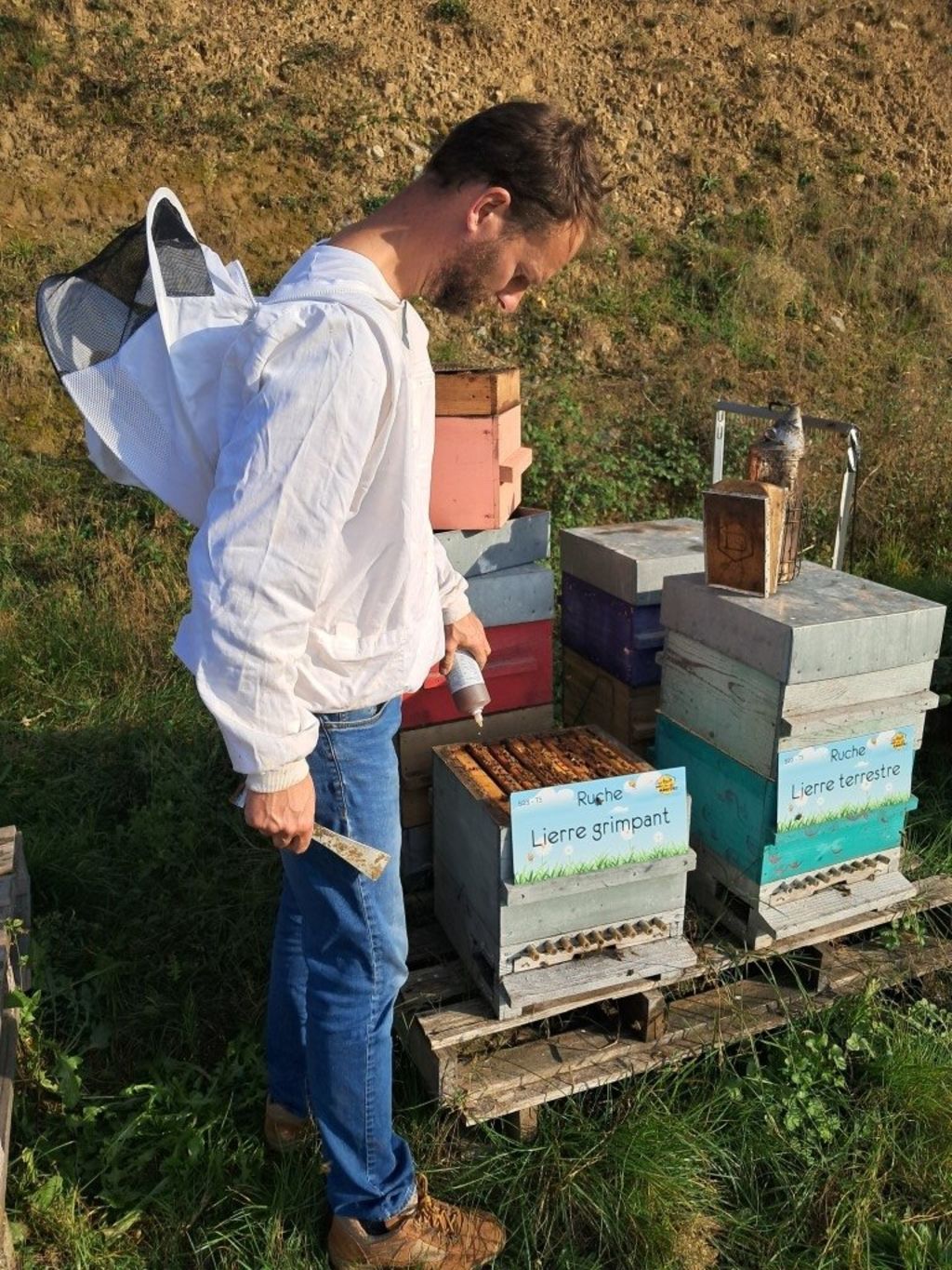 La ruche Lierre grimpant