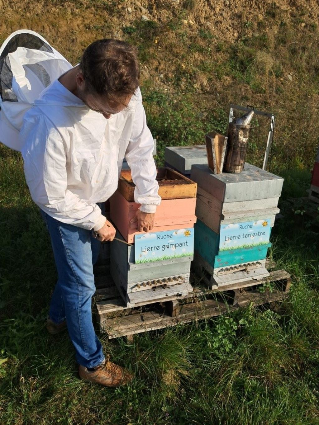 La ruche Lierre grimpant