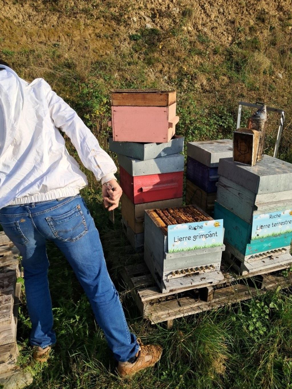 La ruche Lierre grimpant