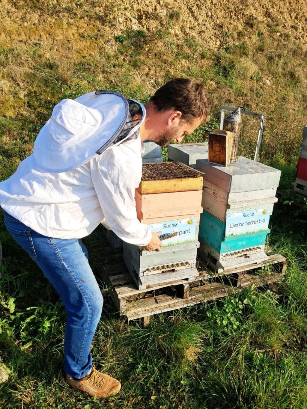 La ruche Lierre grimpant