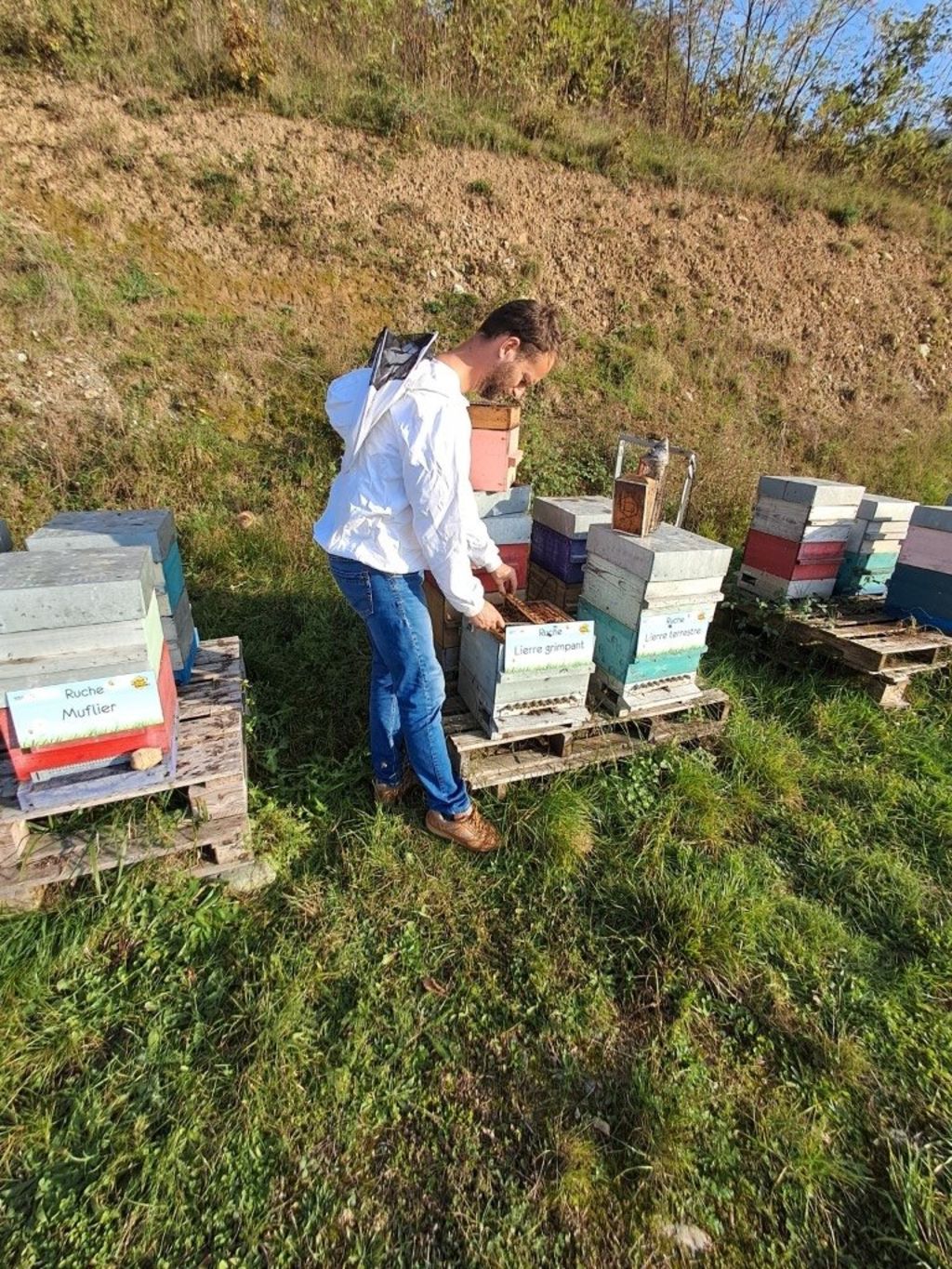 La ruche Lierre grimpant