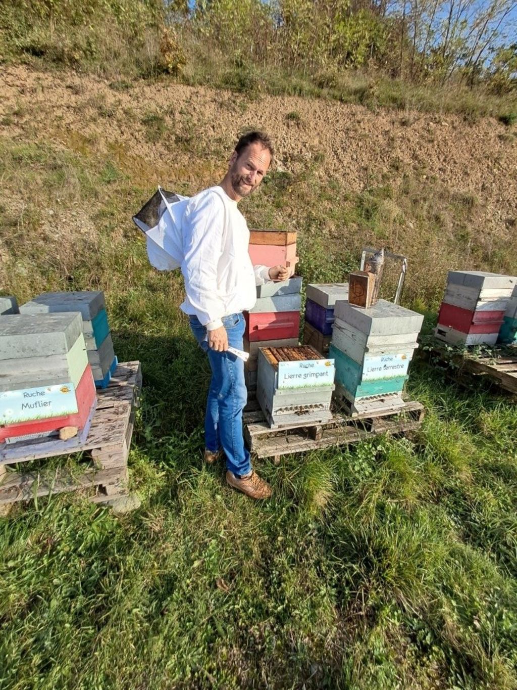 La ruche Lierre grimpant