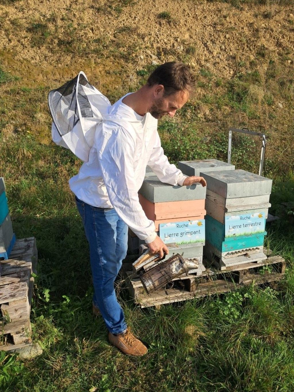 La ruche Lierre grimpant