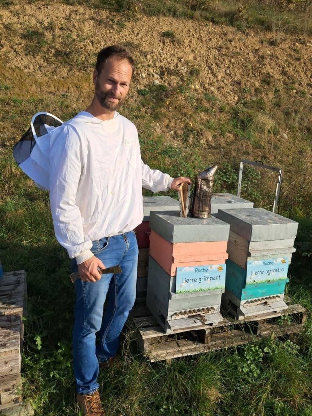 La ruche Lierre grimpant