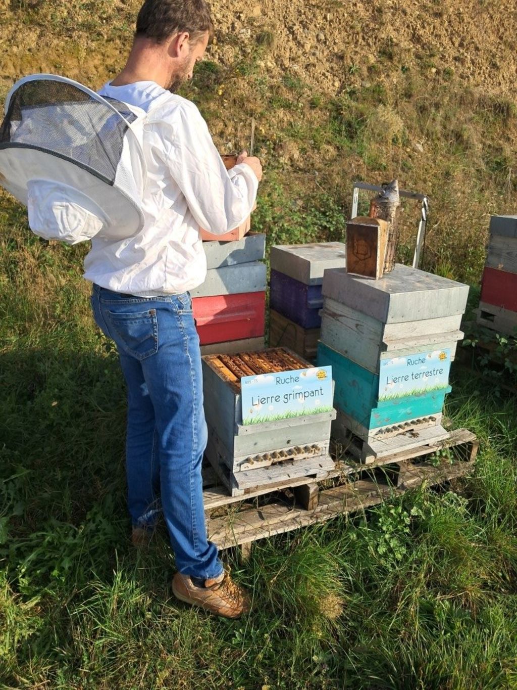 La ruche Lierre grimpant