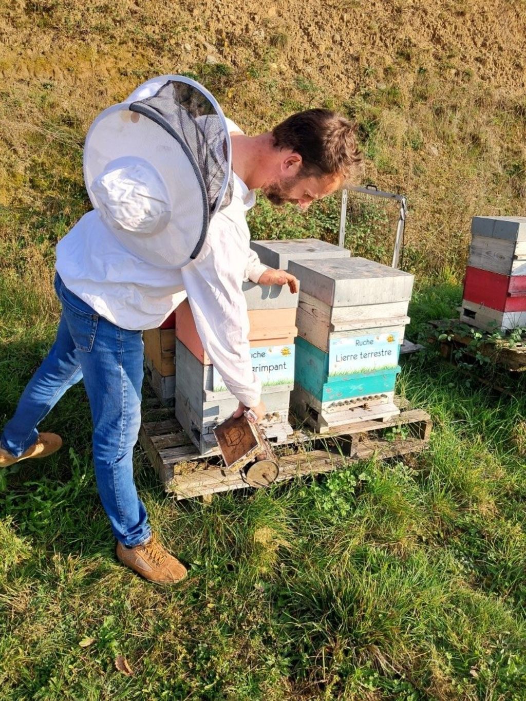 La ruche Lierre grimpant