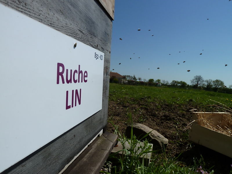 La ruche Lin
