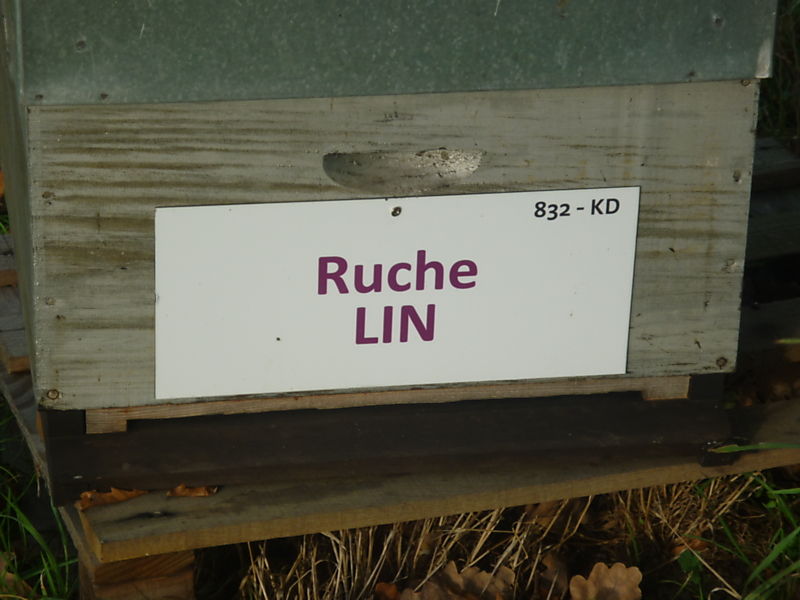 La ruche Lin